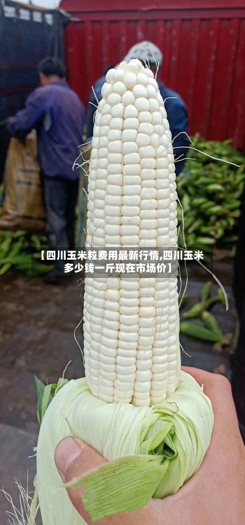 【四川玉米粒费用最新行情,四川玉米多少钱一斤现在市场价】
