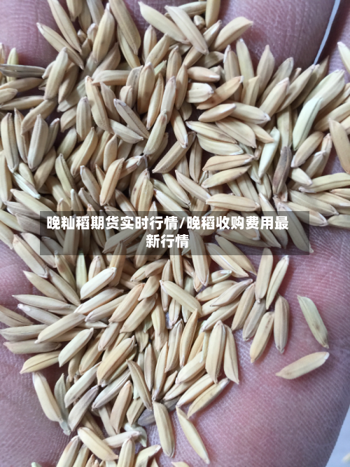 晚籼稻期货实时行情/晚稻收购费用最新行情-第2张图片