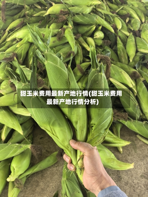甜玉米费用最新产地行情(甜玉米费用最新产地行情分析)