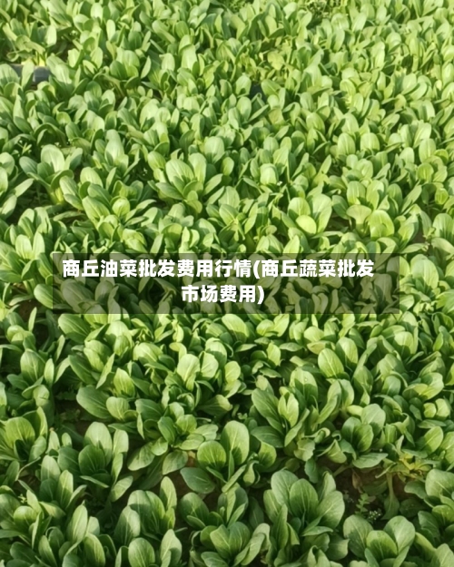 商丘油菜批发费用行情(商丘蔬菜批发市场费用)