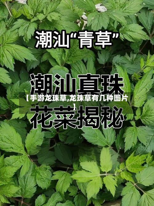 【手游龙珠草,龙珠草有几种图片】-第2张图片