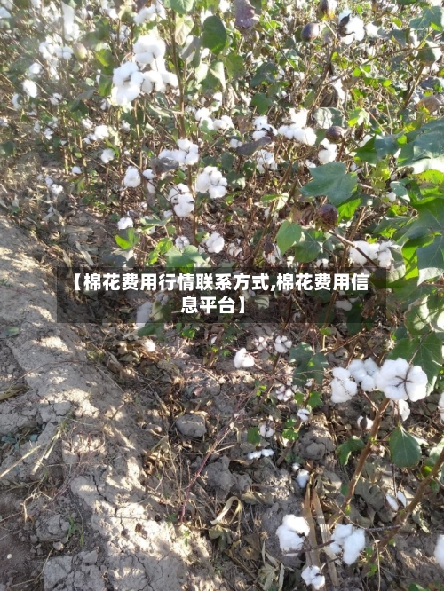 【棉花费用行情联系方式,棉花费用信息平台】