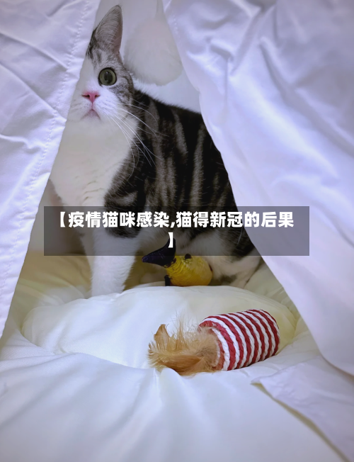 【疫情猫咪感染,猫得新冠的后果】