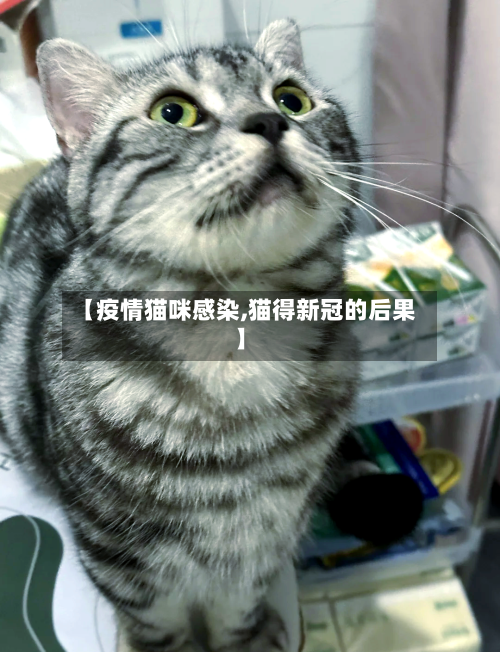 【疫情猫咪感染,猫得新冠的后果】-第2张图片