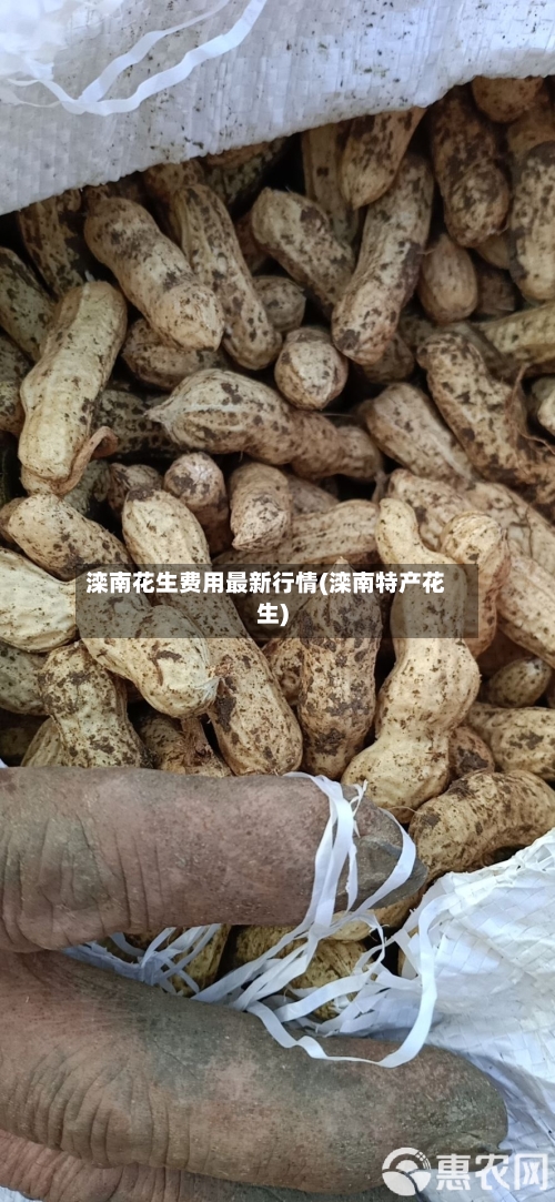 滦南花生费用最新行情(滦南特产花生)