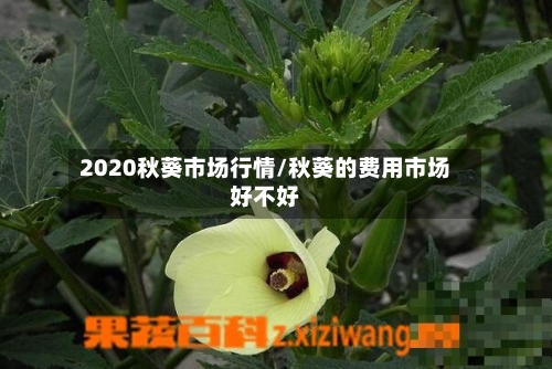 2020秋葵市场行情/秋葵的费用市场好不好-第2张图片
