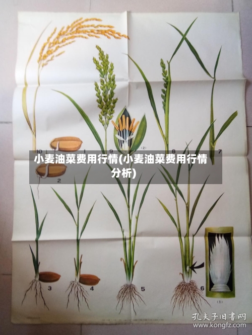 小麦油菜费用行情(小麦油菜费用行情分析)