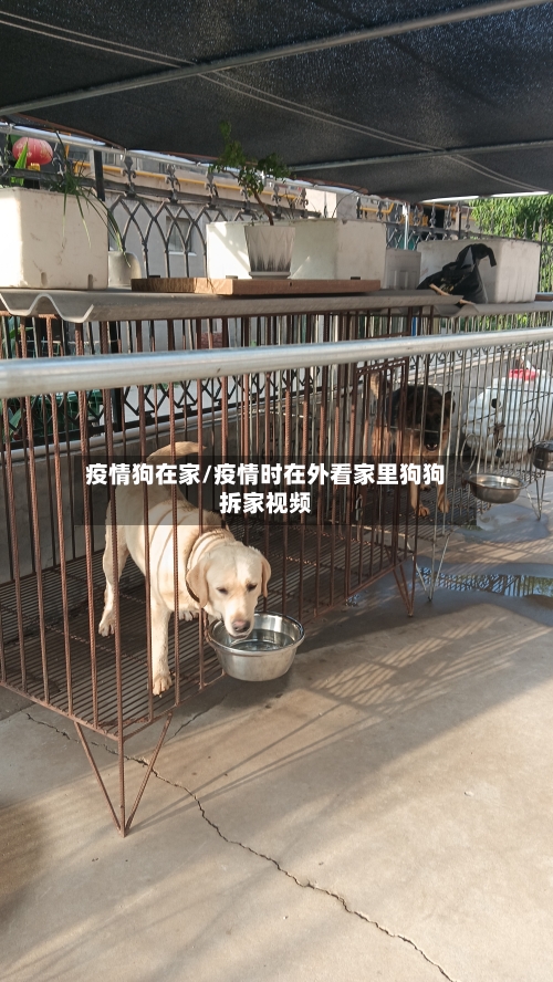 疫情狗在家/疫情时在外看家里狗狗拆家视频-第2张图片