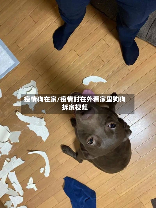 疫情狗在家/疫情时在外看家里狗狗拆家视频-第3张图片