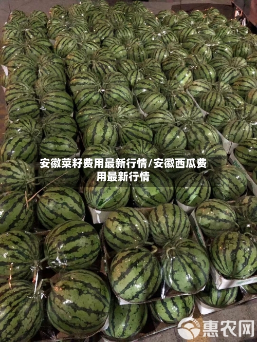 安徽菜籽费用最新行情/安徽西瓜费用最新行情-第2张图片