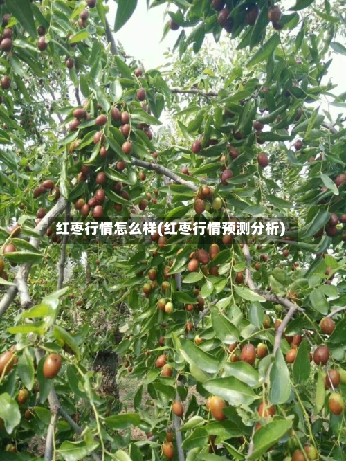 红枣行情怎么样(红枣行情预测分析)