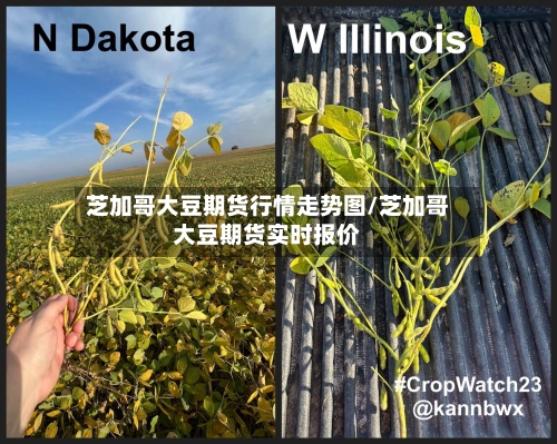 芝加哥大豆期货行情走势图/芝加哥大豆期货实时报价