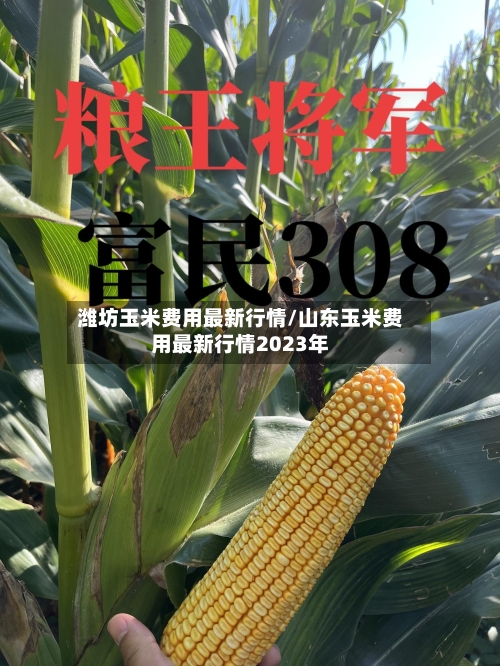 潍坊玉米费用最新行情/山东玉米费用最新行情2023年