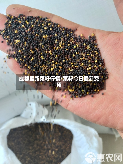成都最新菜籽行情/菜籽今日最新费用
