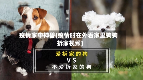 疫情家中神兽(疫情时在外看家里狗狗拆家视频)-第3张图片