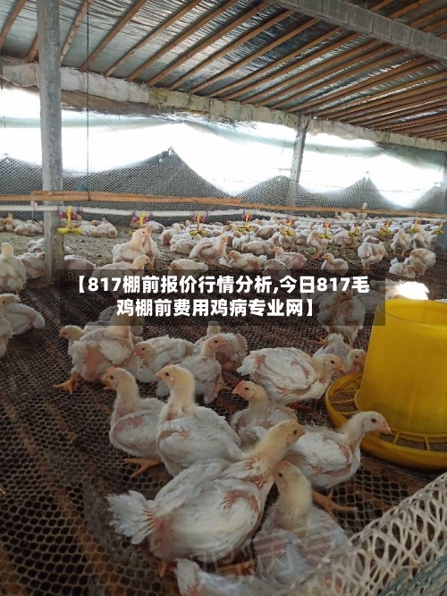【817棚前报价行情分析,今日817毛鸡棚前费用鸡病专业网】-第3张图片