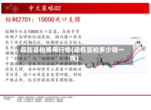 现在豆柏费用行情(现在豆柏多少钱一吨)