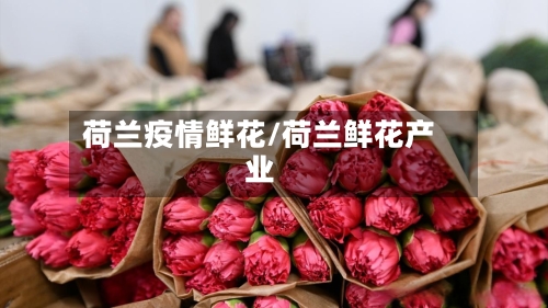 荷兰疫情鲜花/荷兰鲜花产业
