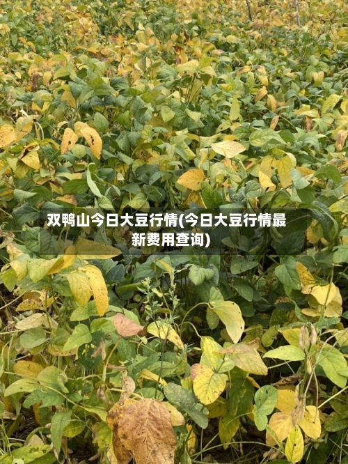 双鸭山今日大豆行情(今日大豆行情最新费用查询)-第2张图片