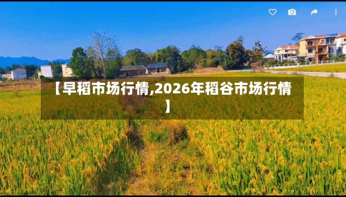 【早稻市场行情,2026年稻谷市场行情】