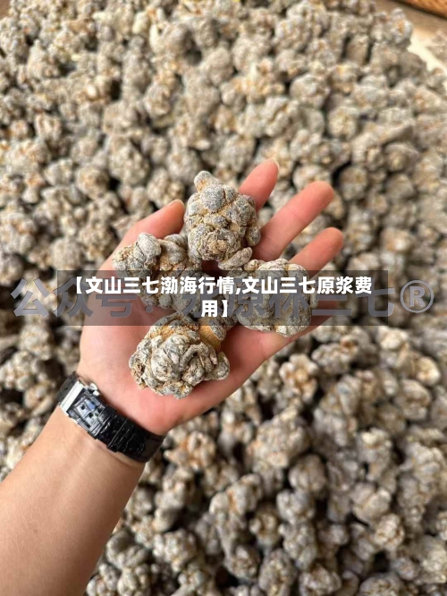 【文山三七渤海行情,文山三七原浆费用】