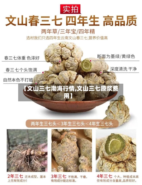 【文山三七渤海行情,文山三七原浆费用】-第2张图片
