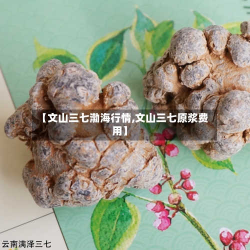 【文山三七渤海行情,文山三七原浆费用】-第3张图片