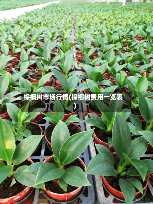 棕榈树市场行情(棕榈树费用一览表)-第2张图片