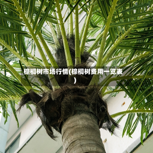 棕榈树市场行情(棕榈树费用一览表)-第3张图片
