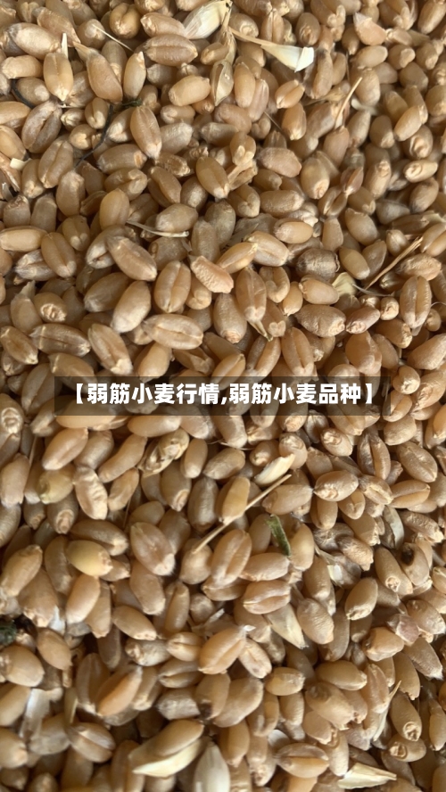 【弱筋小麦行情,弱筋小麦品种】