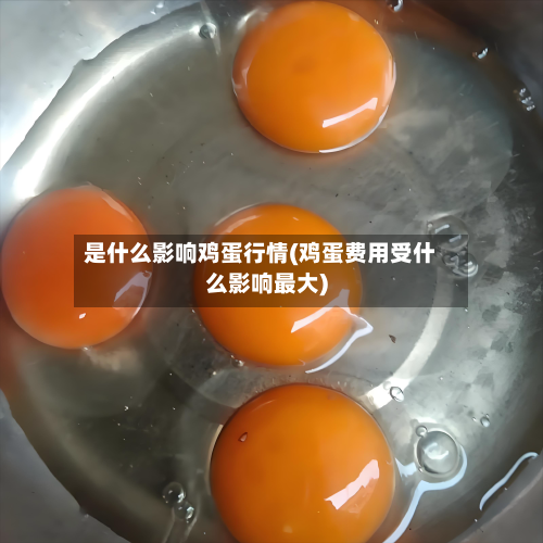 是什么影响鸡蛋行情(鸡蛋费用受什么影响最大)-第2张图片