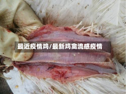 最近疫情鸡/最新鸡禽流感疫情