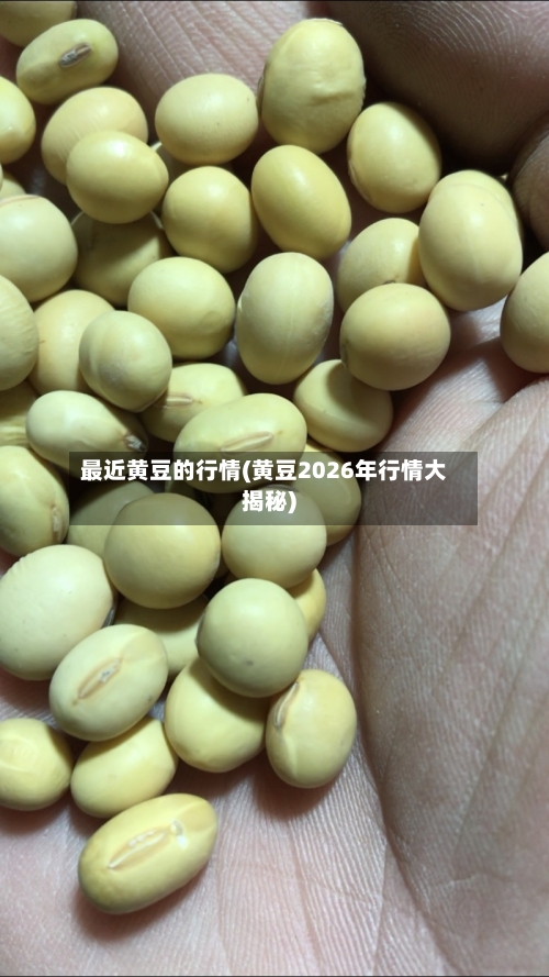 最近黄豆的行情(黄豆2026年行情大揭秘)-第2张图片