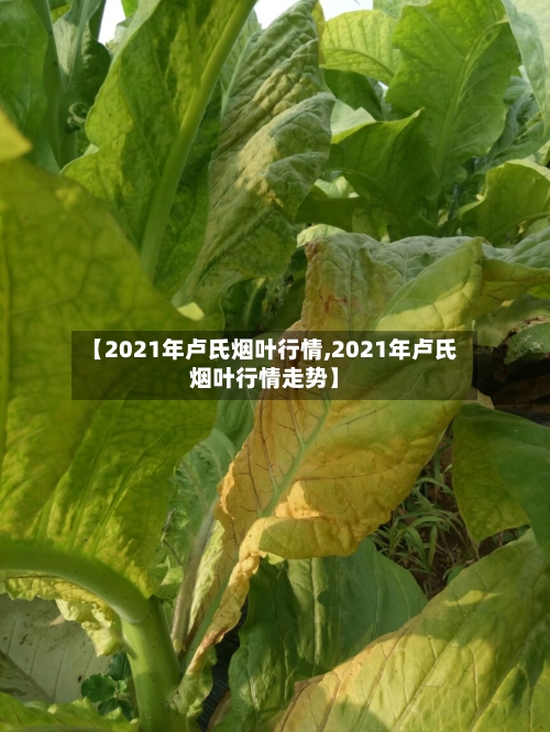 【2021年卢氏烟叶行情,2021年卢氏烟叶行情走势】