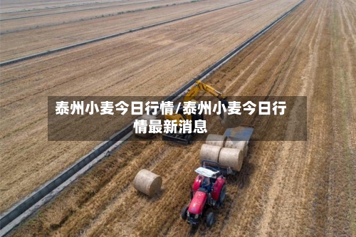 泰州小麦今日行情/泰州小麦今日行情最新消息-第2张图片