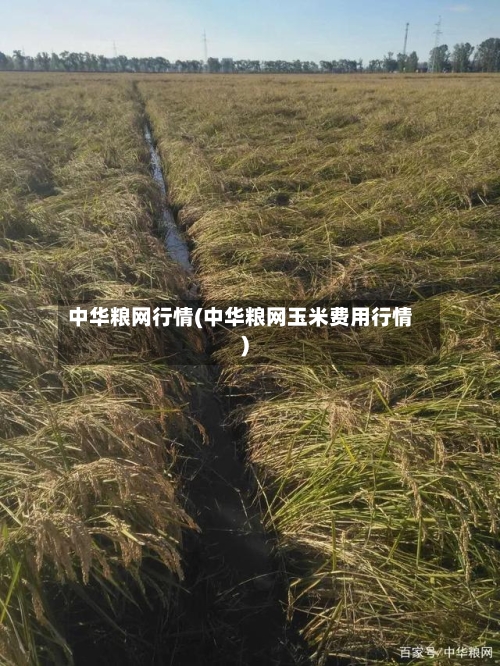中华粮网行情(中华粮网玉米费用行情)-第2张图片