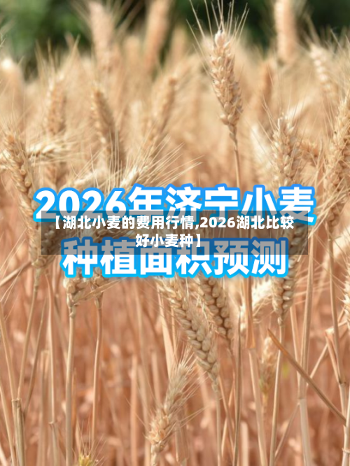 【湖北小麦的费用行情,2026湖北比较好小麦种】