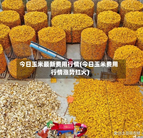 今日玉米最新费用行情(今日玉米费用行情涨势红火)