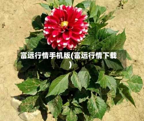 富远行情手机版(富远行情下载)-第2张图片