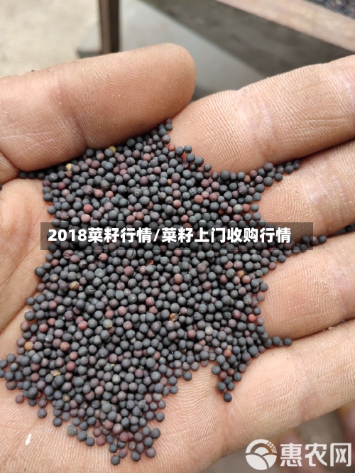 2018菜籽行情/菜籽上门收购行情