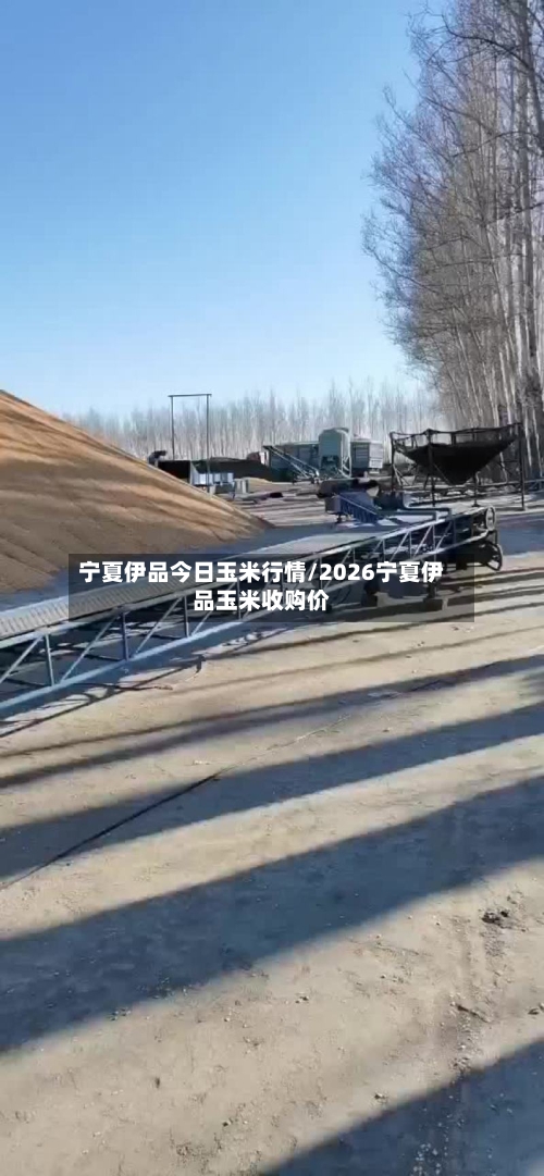 宁夏伊品今日玉米行情/2026宁夏伊品玉米收购价