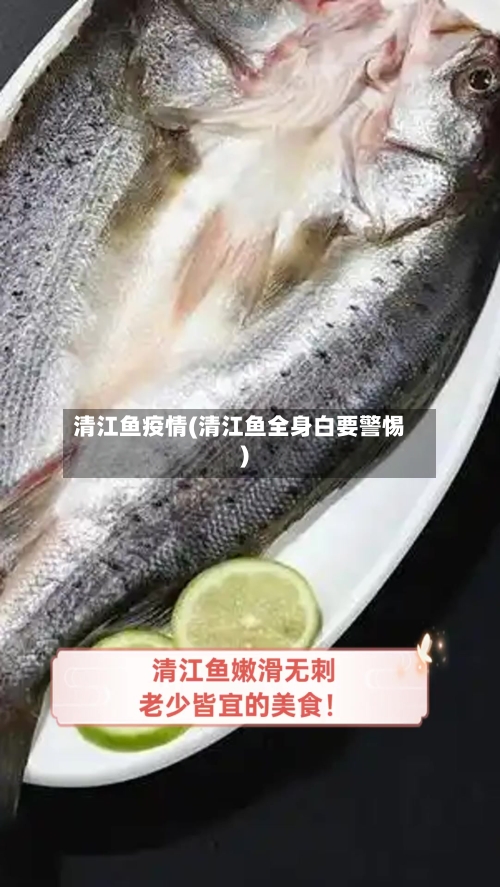 清江鱼疫情(清江鱼全身白要警惕)-第2张图片