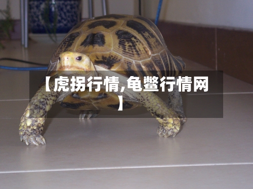 【虎拐行情,龟鳖行情网】-第3张图片