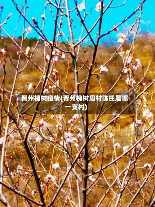 晋州槐树疫情(晋州槐树周村陈氏属哪一支村)