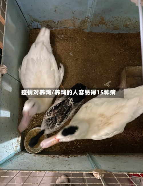 疫情对养鸭/养鸭的人容易得15种病