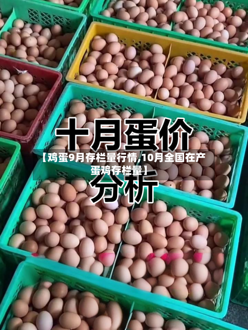 【鸡蛋9月存栏量行情,10月全国在产蛋鸡存栏量】-第2张图片
