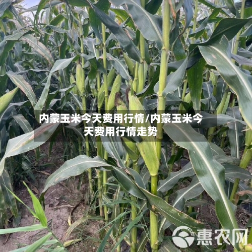 内蒙玉米今天费用行情/内蒙玉米今天费用行情走势-第3张图片