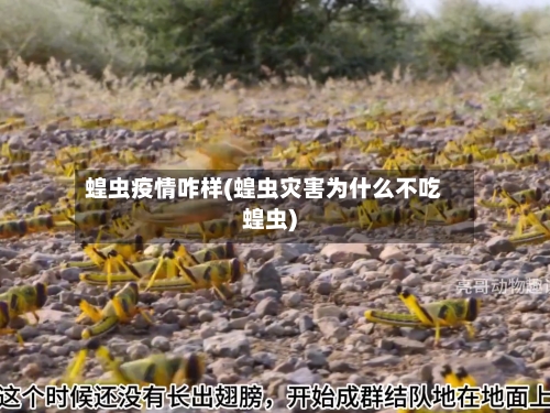 蝗虫疫情咋样(蝗虫灾害为什么不吃蝗虫)
