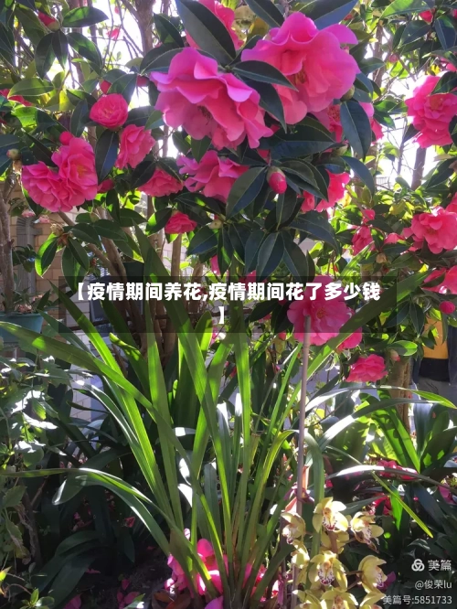 【疫情期间养花,疫情期间花了多少钱】-第2张图片