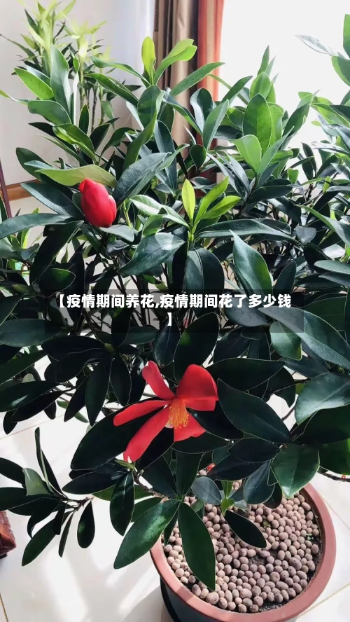 【疫情期间养花,疫情期间花了多少钱】